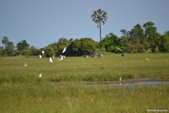 Okavango00172