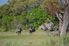 Okavango00189