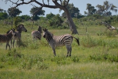Okavango00372