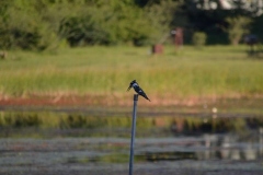 Okavango00159