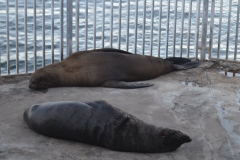 Cape-Town00656