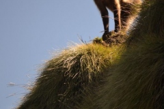 simien216