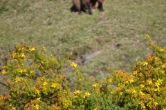 simien300