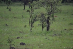 Tazara00013