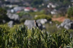 CapeTown00536