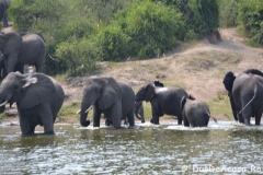 elephanthome571