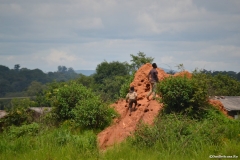 Tazara00218
