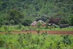 Tazara00241