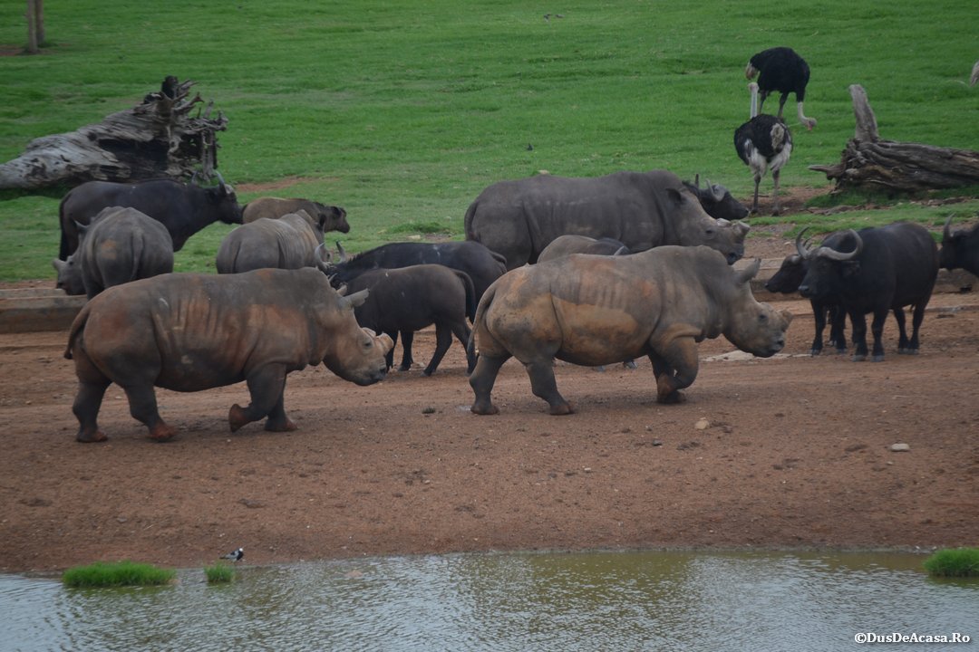 Nelspruit – punct de plecare spre Parcul Kruger (2)