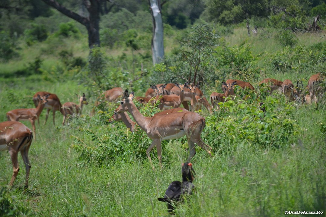 O zi în partea de sud a Parcului Kruger (3)