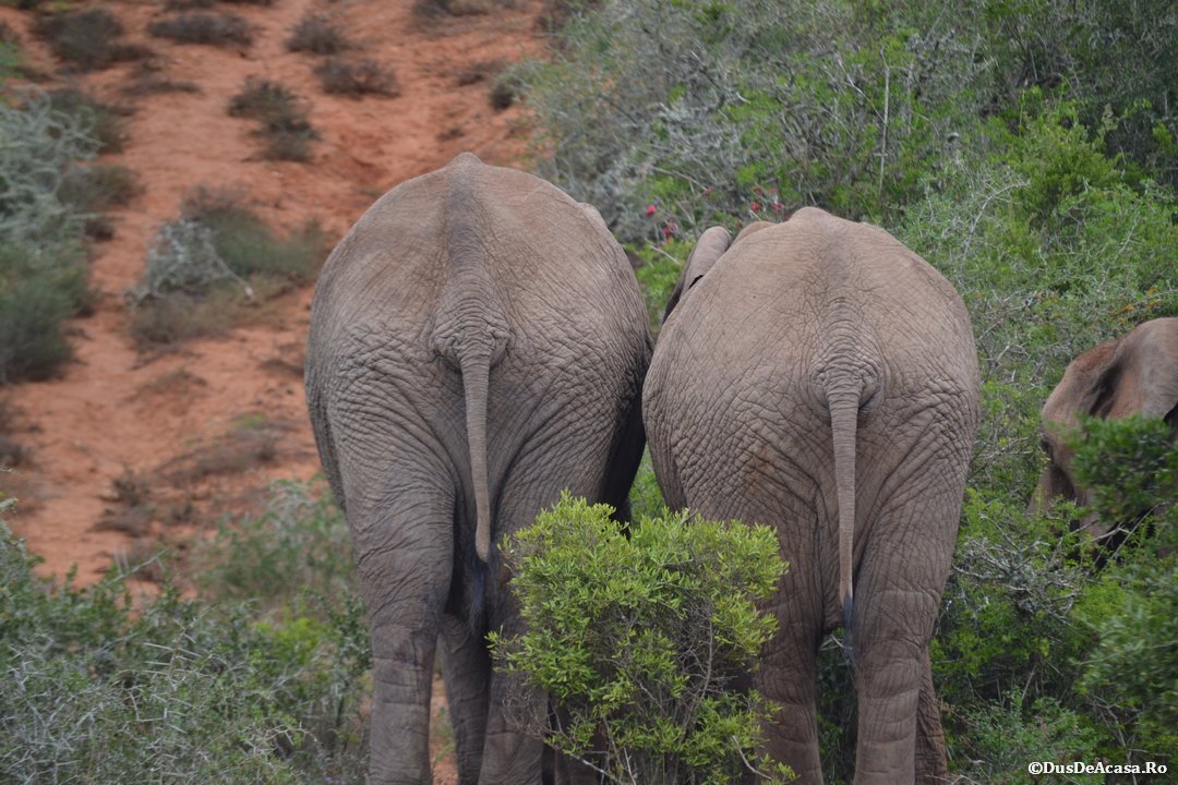 Addo Elephant Park și Port Elizabeth (8)