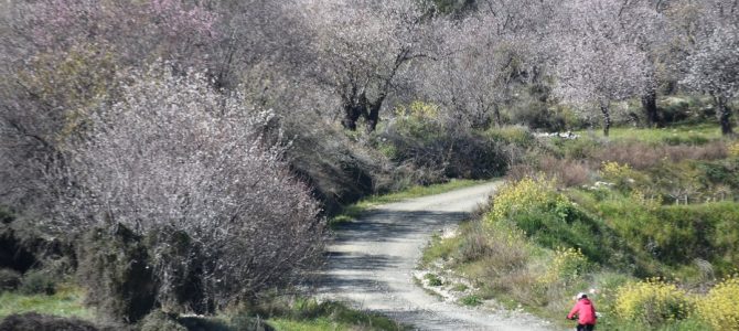 La vânătoare de Migdali înfloriți în Cipru