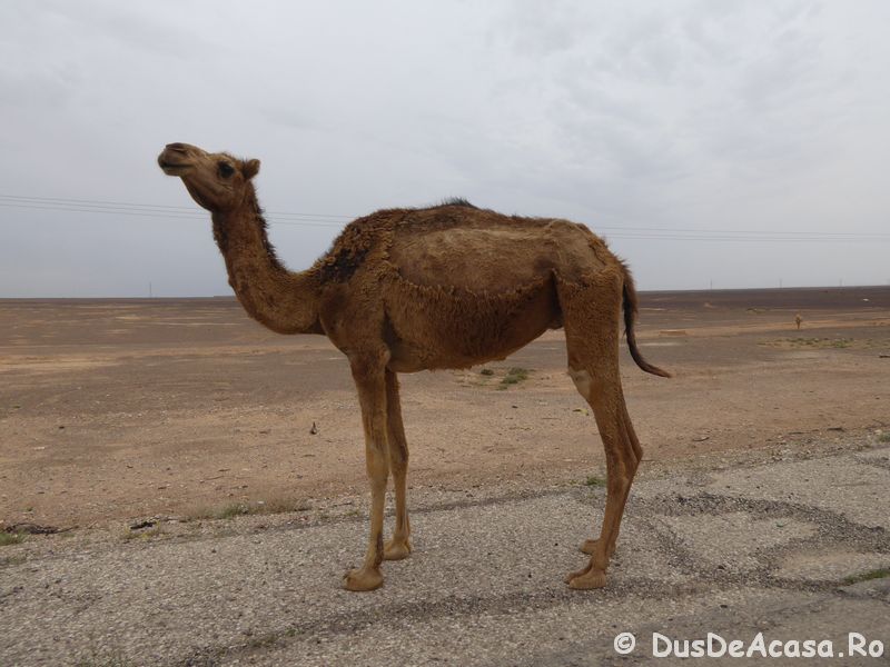 Prima dată în Iordania -Jordan Pass, Cazări, Itinerariu (1)