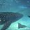Osaka – transport și acvariul Kaiyukan cu al lui rechin balenă (10)